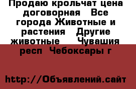 Продаю крольчат цена договорная - Все города Животные и растения » Другие животные   . Чувашия респ.,Чебоксары г.